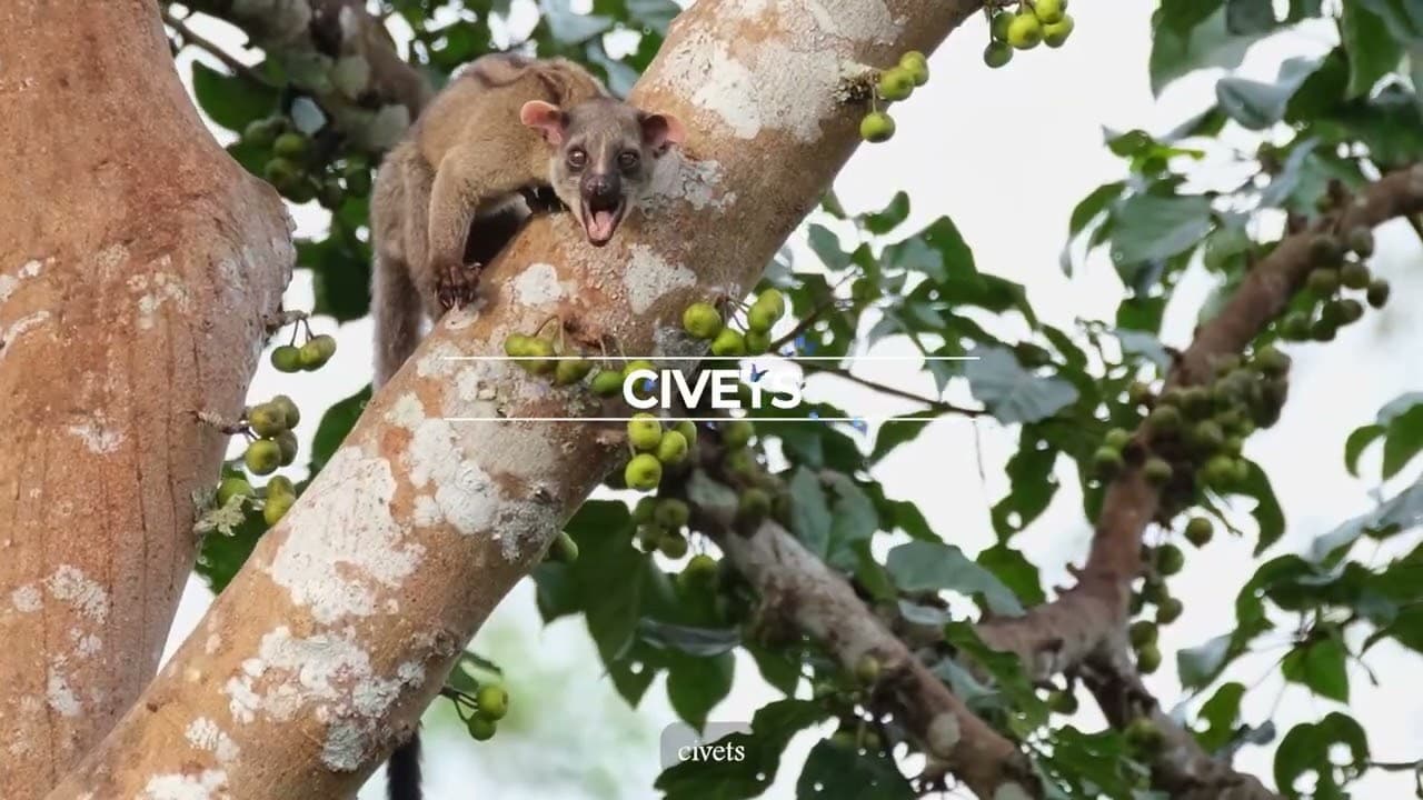 Commercial Films - Mayfair